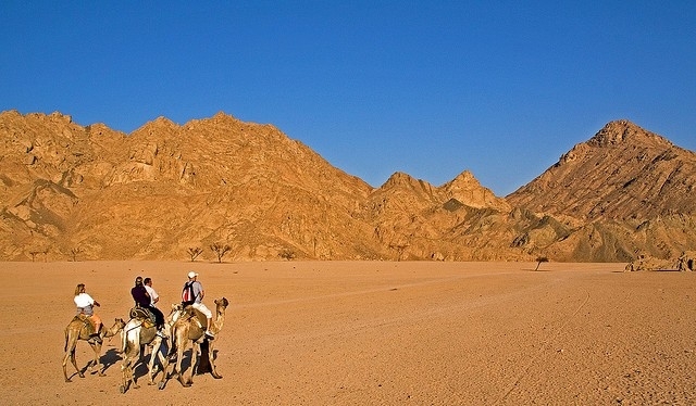 Cammellata a Sharm Cammellata a Sharm